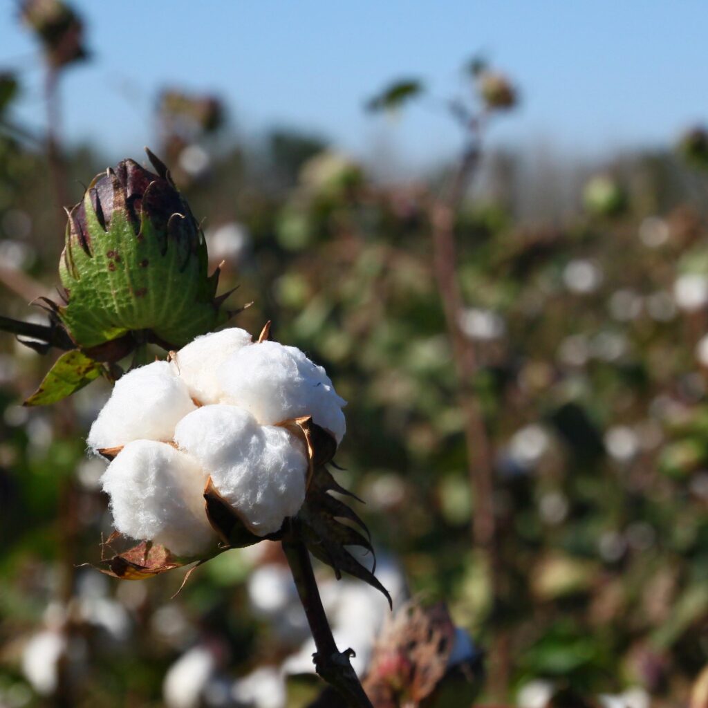 Marimekko signed a pledge to stop using cotton from Turkmenistan ...